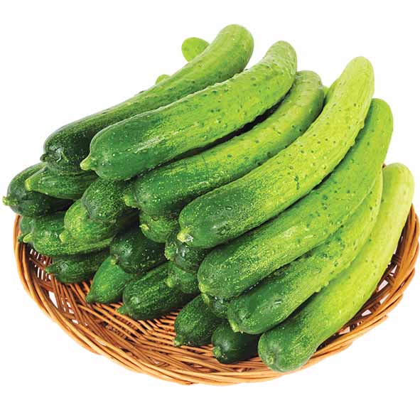 [국내산]지오이